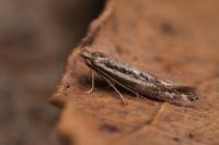 Bucculatrix chrysanthemella