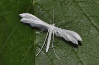 Pterophorus pentadactylus
