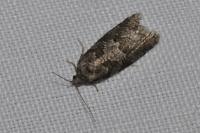 Cnephasia