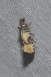Piniphila bifasciana