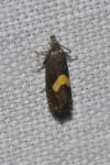 Dichrorampha