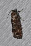 Rhyacionia pinivorana