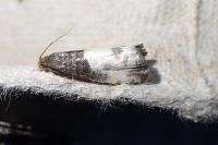 Notocelia cynosbatella