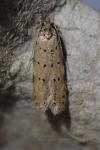 Pseudotelphusa paripunctella