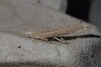 Ypsolopha mucronella