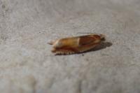 Ancylis mitterbacheriana