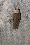 Agonopterix