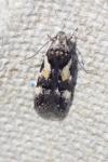 Teleiodes luculella