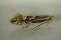Phyllonorycter