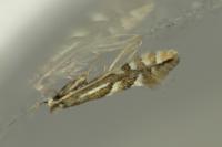 Phyllonorycter