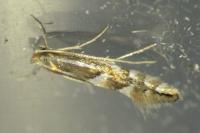 Phyllonorycter