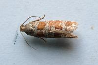 Rhyacionia pinivorana/miniatana