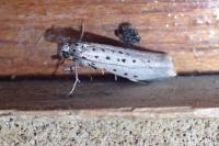 Yponomeuta sedella