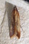 Dichomeris ustalella