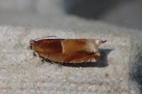Ancylis mitterbacheriana