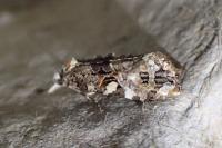 Phtheochroa