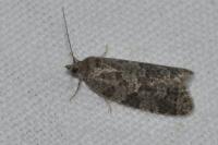 Cnephasia