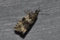 Orthotaenia undulana