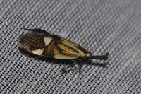 Alabonia geoffrella