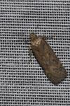 Bryotropha