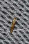 Caloptilia
