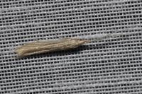 Coleophora