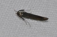 Coleophora