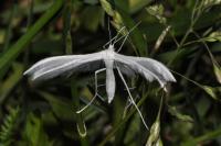 Pterophorus pentadactylus
