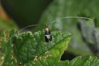Adela australis