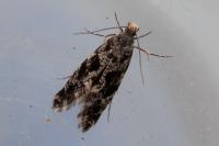 Nemapogon granellus