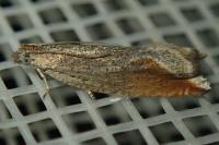 Ancylis diminutana