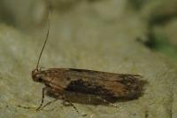 Scrobipalpa costella