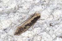 Monopis crocicapitella