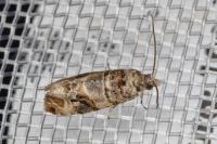 Lobesia botrana