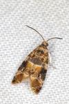 Lobesia reliquana