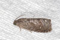 Grapholita molesta