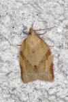 Clepsis consimilana