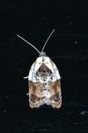 Acleris variegana