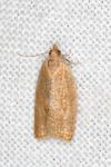 Clepsis consimilana
