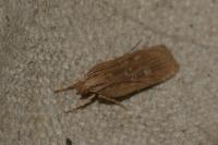 Helcystogramma triannulella