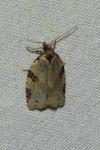 Clepsis spectrana