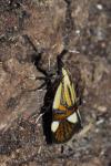 Alabonia geoffrella