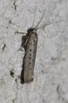Yponomeuta sedella