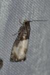 Notocelia cynosbatella
