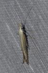 Coleophora