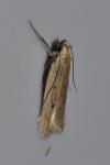 Acompsia antirrhinella/tripunctella