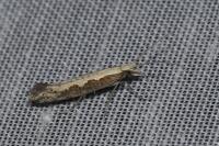 Plutella xylostella