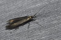 Coleophora