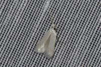 Opostega salaciella