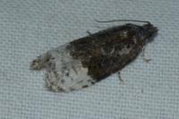 Apotomis betuletana